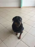 urso