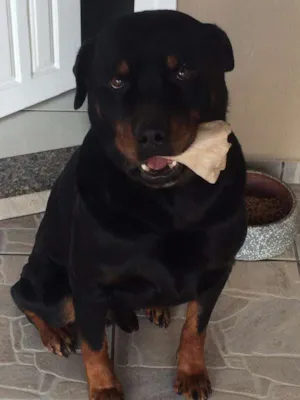 Cachorro raça Rottweiler idade 6 ou mais anos nome urso