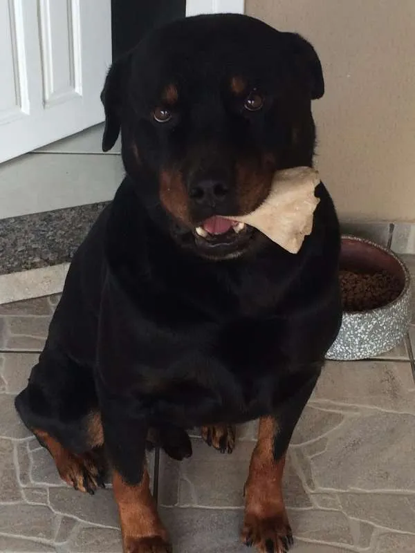 Cachorro ra a Rottweiler idade 6 ou mais anos nome urso