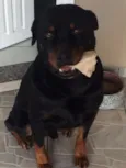 urso