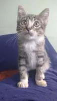Cucãozinho
