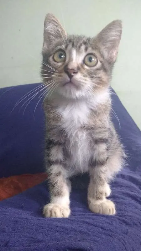 Gato raça Desconh idade 2 a 6 meses nome Cucãozinho