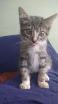 Cucãozinho