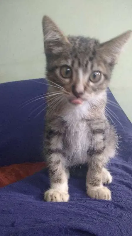 Gato raça Desconh idade 2 a 6 meses nome Cucãozinho