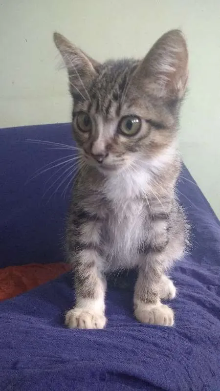 Gato raça Desconh idade 2 a 6 meses nome Cucãozinho