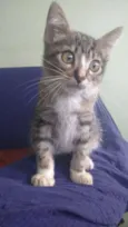 Cucãozinho
