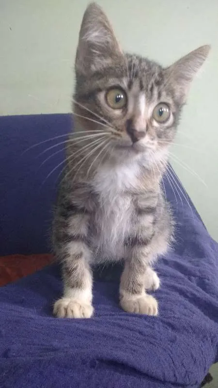 Gato raça Desconh idade 2 a 6 meses nome Cucãozinho