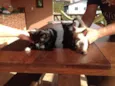 5 gatinhos