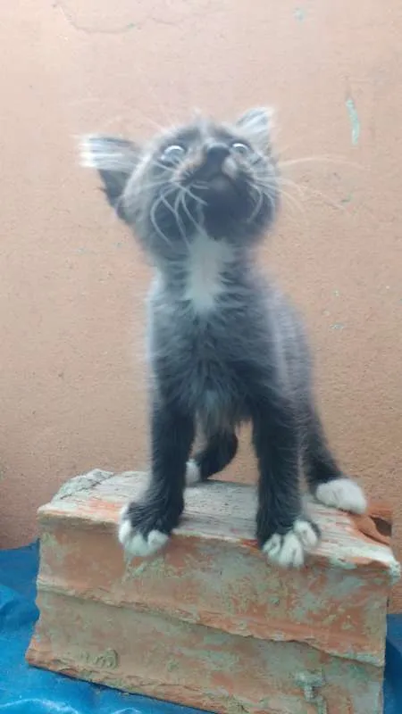 Gato raça Desconh idade 2 a 6 meses nome Grey