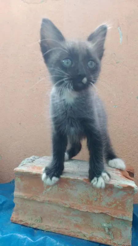 Gato raça Desconh idade 2 a 6 meses nome Grey