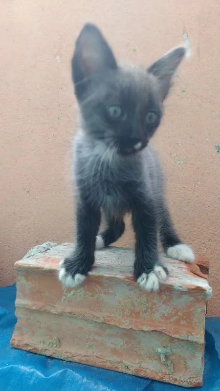 Gato raça Desconh idade 2 a 6 meses nome Grey