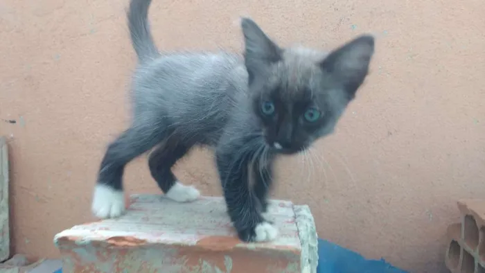 Gato raça Desconh idade 2 a 6 meses nome Grey