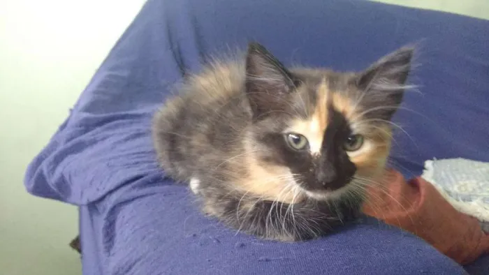 Gato raça desconh idade 2 a 6 meses nome Fofuchinha