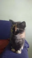Fofuchinha