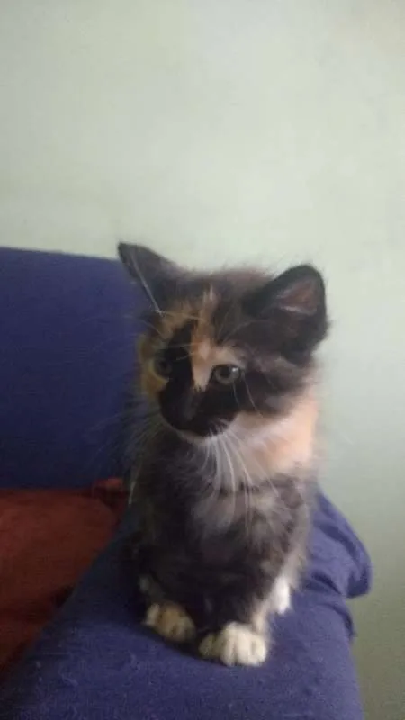 Gato raça desconh idade 2 a 6 meses nome Fofuchinha