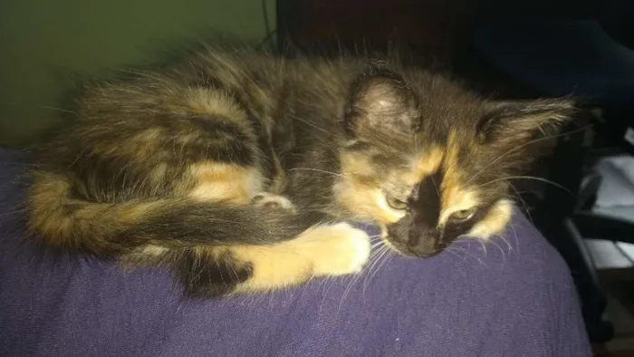 Gato raça desconh idade 2 a 6 meses nome Fofuchinha