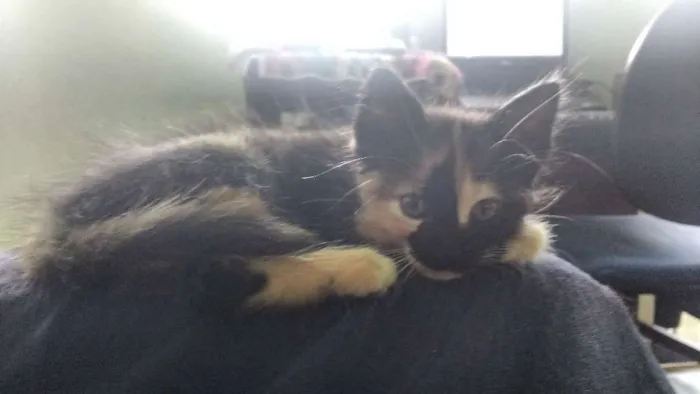 Gato raça desconh idade 2 a 6 meses nome Fofuchinha