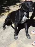Nehuinho