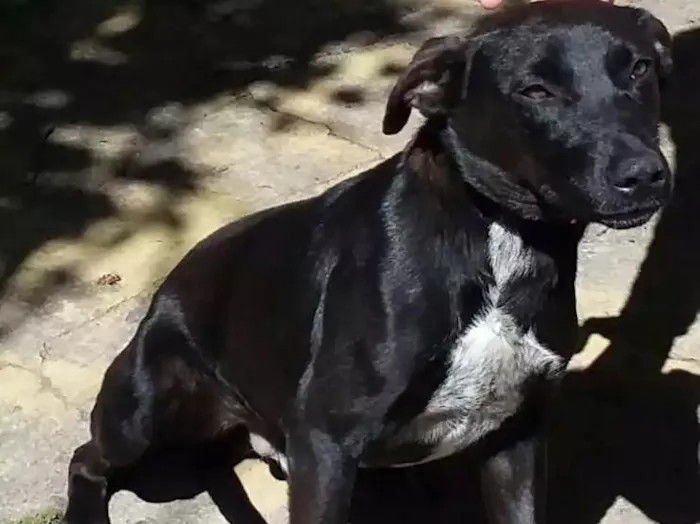 Cachorro ra a Vira lata idade 7 a 11 meses nome Nehuinho
