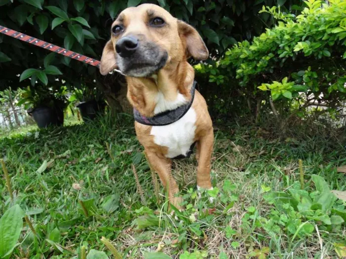 Cachorro ra a srd idade 4 anos nome Billy