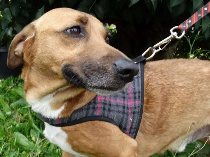 Cachorro ra a srd idade 4 anos nome Billy