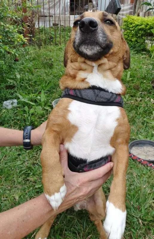 Cachorro ra a srd idade 4 anos nome Billy