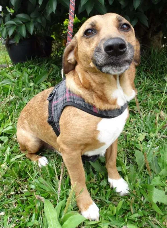 Cachorro ra a srd idade 4 anos nome Billy