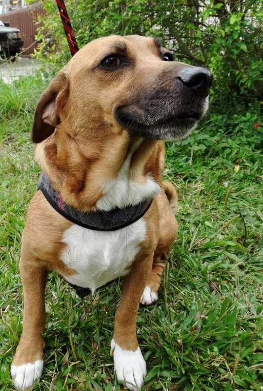 Cachorro ra a srd idade 4 anos nome Billy