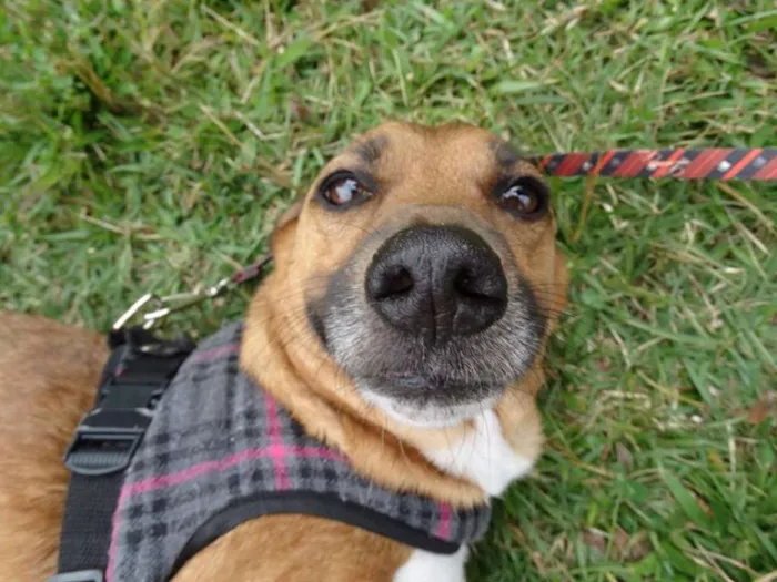 Cachorro ra a srd idade 4 anos nome Billy