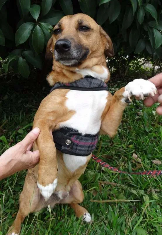 Cachorro ra a srd idade 4 anos nome Billy