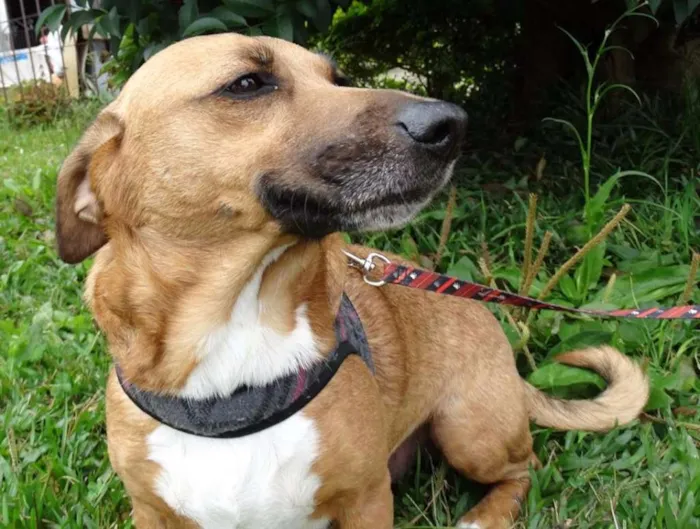 Cachorro ra a srd idade 4 anos nome Billy