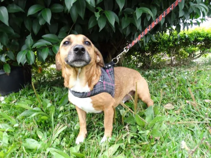 Cachorro ra a srd idade 4 anos nome Billy