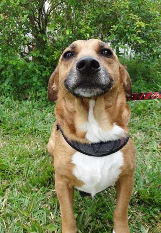 Cachorro ra a srd idade 4 anos nome Billy