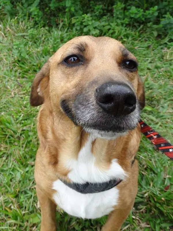 Cachorro ra a srd idade 4 anos nome Billy