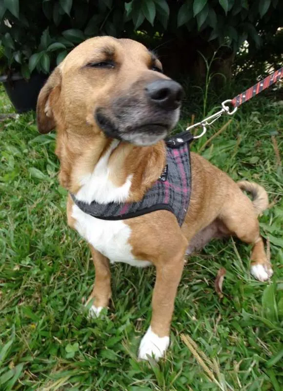 Cachorro ra a srd idade 4 anos nome Billy