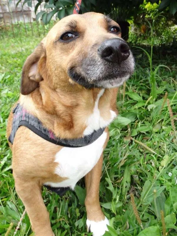 Cachorro ra a srd idade 4 anos nome Billy