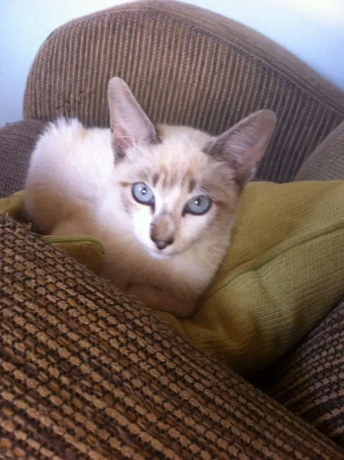 Gato ra a Não sei idade 2 a 6 meses nome Não tem nome