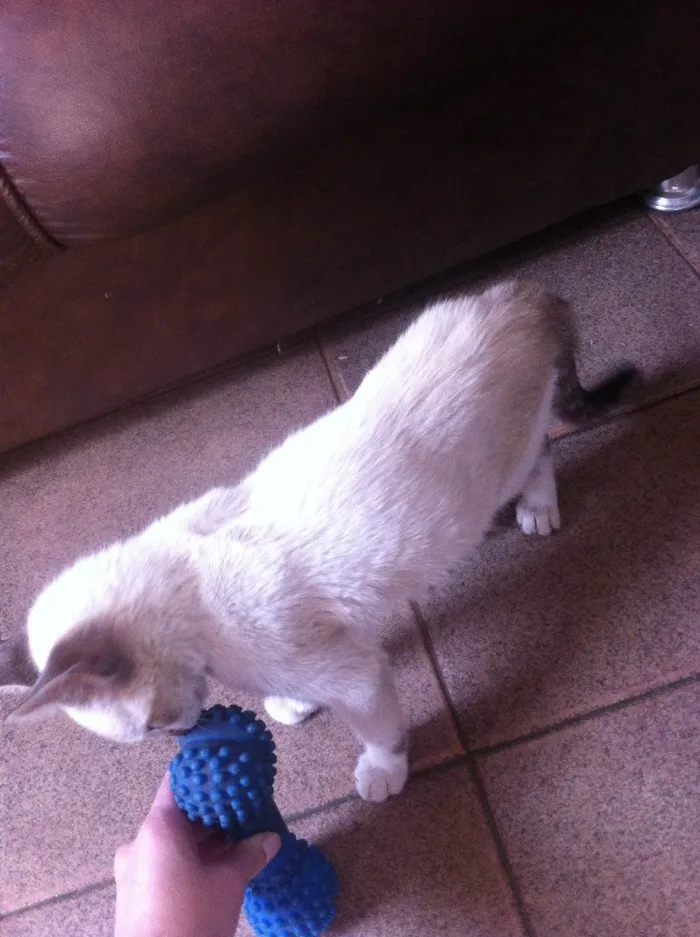 Gato ra a Não sei idade 2 a 6 meses nome Não tem nome