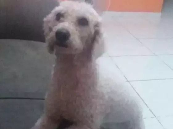 Cachorro ra a Poodle idade 2 anos nome Marley