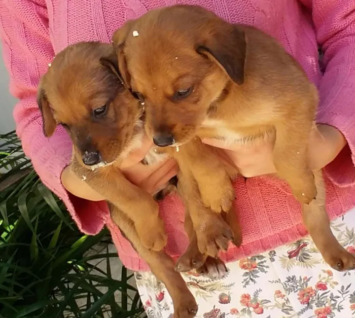 Cachorro ra a Vira lata idade Abaixo de 2 meses nome Não tem