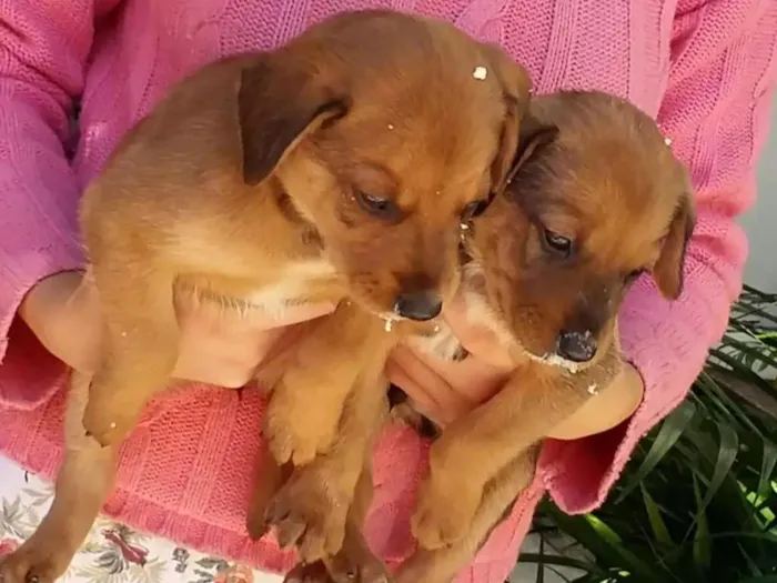 Cachorro ra a Vira lata idade Abaixo de 2 meses nome Não tem