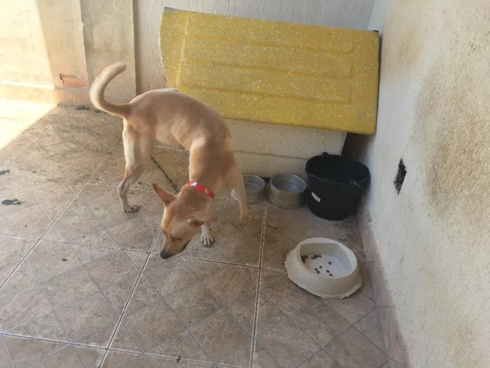 Cachorro ra a Misturado idade 2 anos nome Zeus