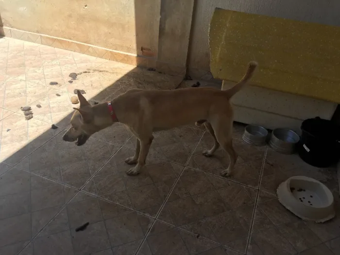 Cachorro ra a Misturado idade 2 anos nome Zeus