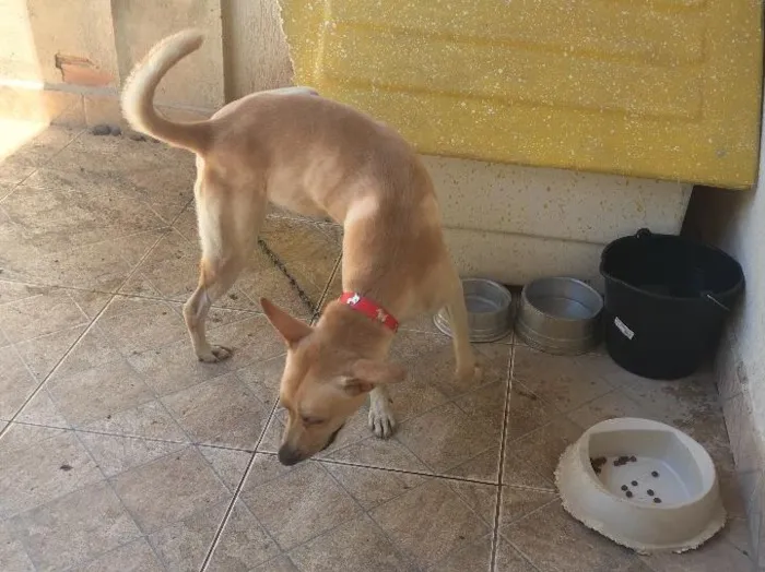 Cachorro ra a Misturado idade 2 anos nome Zeus