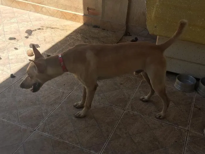 Cachorro ra a Misturado idade 2 anos nome Zeus