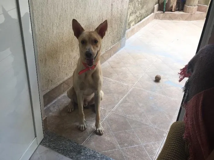 Cachorro ra a Misturado idade 2 anos nome Zeus