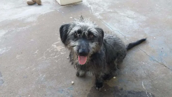 Cachorro ra a Poodle com outra raça idade 7 a 11 meses nome Maylon