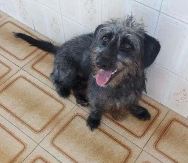 Cachorro ra a Poodle com outra raça idade 7 a 11 meses nome Maylon