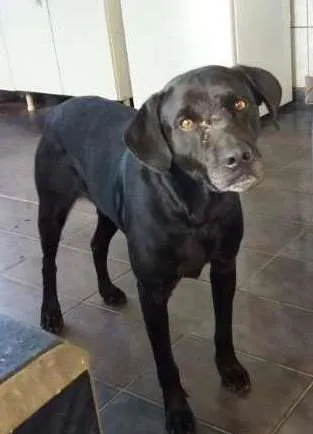 Cachorro ra a Labrador idade 4 anos nome Black