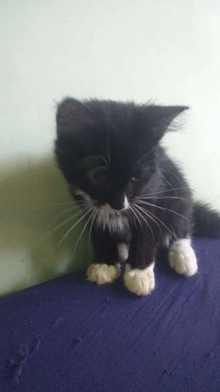 Gato raça Desconh idade 2 a 6 meses nome Malhado